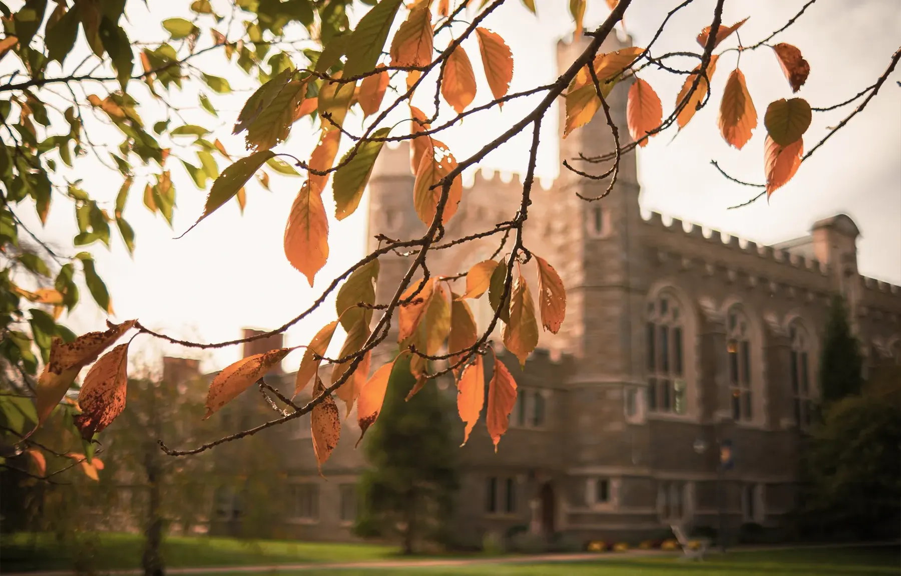 The college halls behind autumn leaves